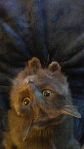 Meet your Posher, Allure